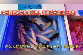 广州百艺城花鸟鱼世界，25公分长观赏鱼只买两块钱一条，看划算不视频封面