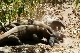 野猪肚子内脏被科莫多巨蜥掏空，居然摆脱科莫多巨蜥，逃之夭夭