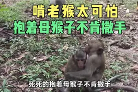 啃老猴太可怕了，抱着母猴子不肯撒手，连走路都不肯自己走视频封面