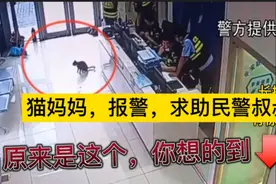 猫妈妈，报警求助民警叔叔，看看后续会怎样，想不到吧视频封面
