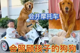 会帮主人照顾孩子的狗狗，每天开车接孩子放学，还带孩子去游乐园视频封面