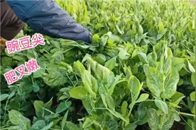年后种的豌豆，四月可以掐豆尖去卖了，脆嫩的豌豆尖掐着咔嚓响