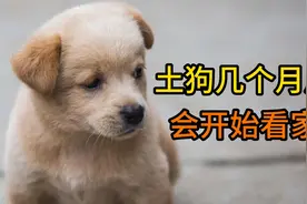 土狗几个月后会开始看家视频封面