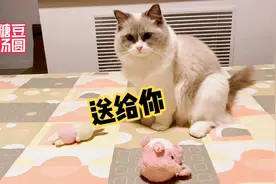 猫非常爱主人，每天都要把最喜欢的东西叼到主人床上，送给主人？视频封面
