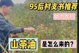 95后村支书，推广自村特产，正宗野生小籽山茶油，@头条三农视频封面