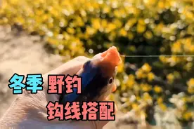 冬季野钓线组和鱼钩该如何选择？鱼与钩、鱼与子线的匹配是关键视频封面