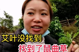 清明节快到了，福建老公带媳妇去找艾叶做糍粑，结果找到了鼠曲草视频封面