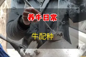 你们见过牛配种吗？今天我们的师傅来给牛配种了，现代科学的技术视频封面