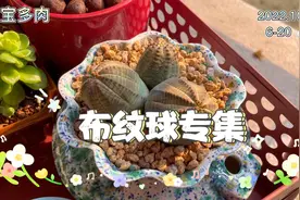 元宝多肉专题3: 布纹球，一种男女性别比严重失衡的多肉品种视频封面