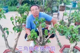 三角梅老桩如何修剪，我们所说的打顶，你理解对了吗？视频封面