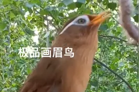 极品画眉鸟上性大叫视频封面