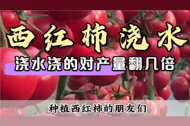 今天给大家分享西红柿的浇水口诀，学会了产量翻好几倍视频封面