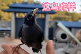 八哥训练多久才能散养，只要你有这个条件，随时都可以散养