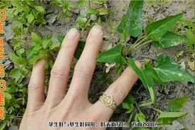 紫地丁草功效：清热解毒，主治疔疮，肾炎及化脓性感染等。视频封面