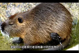 家里突然来了老鼠寓意，可能是不祥之兆视频封面