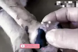 小狗的脚上寄生了马蝇幼虫，小伙用手帮忙挤出来