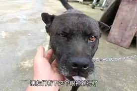 说说我这两期玩狗的经过，还有我(小白同父异母)的兄弟小黑视频封面