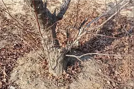 山楂移栽后不结果，这些工作做好，不想结果都难。视频封面