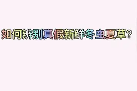 如何辨别真假新鲜冬虫夏草？视频封面