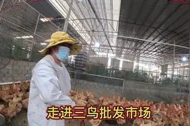 走进信宜三鸟批发市场，7.3元一斤的母鸡，比25一斤的排骨划算！视频封面