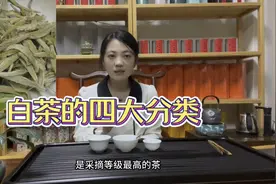 白茶四大分类，白毫银针，白牡丹，贡眉，寿眉滋味不同，该怎么选