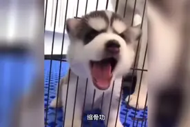 哈哈！哈哈哈哈！（沙雕配音）视频封面