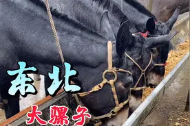 马配的驴生的叫驴骡，驴配的马生的叫马骡，但骡子不能配也不能生视频封面