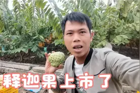 广西释迦果上市了，今天摘几百斤，发给北京上海广东等下单的网友视频封面
