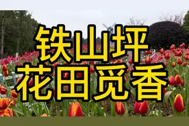 实拍重庆铁山坪森林公园，免费赏花周未游的好地方视频封面