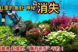 鱼缸里的鱼虾总是无故消失？可能鱼缸里出现了“夜行杀手”涡虫？视频封面