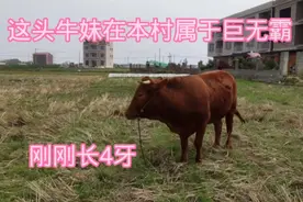 利木赞牛妹是本村是属于巨无霸，刚刚长4牙重1100斤毛重