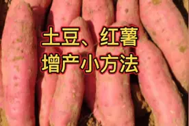 种植红薯和土豆，用它喷一喷，产量提高30%以上，口感还好吃视频封面