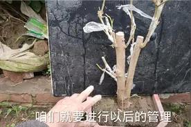 1棵树上能结4种果子？不同颜色，不同口感，6分钟学会1树多果嫁接视频封面