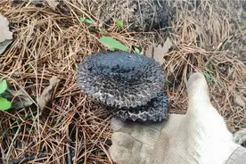 东北山沟采到黑色的蘑菇，叫松塔牛肝菌，你敢吃不？黢黑黢黑的！视频封面