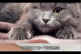 猫咪感染寄生虫的途径
