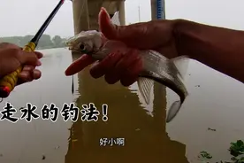 江边遇到走水，可以用下这个钓法，想空军都难！视频封面