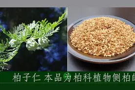 单味中药助记小视频·柏子仁