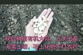 无土种植有机大蒜，这样种三天出苗，一年四季吃不退视频封面