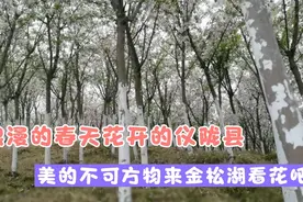 仪陇县浪漫看花去处，金松湖百花齐放，置身其中美的让人微醺视频封面