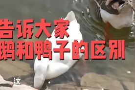 告诉大家鹅和鸭子的区别！