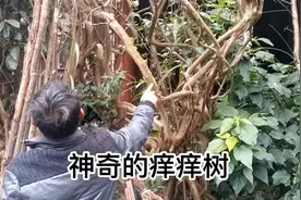 给树挠痒痒，树梢就会动，你见过这种神奇的树吗？视频封面
