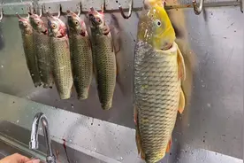 横县特色鱼生制作全过程，欢迎评论点赞支持，谢谢！视频封面