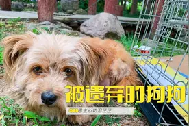 被遗弃的狗狗思主心切，竟然认一位女士为新主人紧追不舍！视频封面