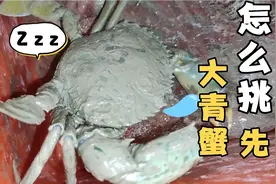 赶海三十年的老师傅，教你怎么挑青蟹怎么绑青蟹，全部青蟹一锅端视频封面