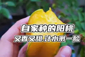 自家种的阳桃又香又甜，不用刀切，直接树下摘来吃，汁多水甜视频封面