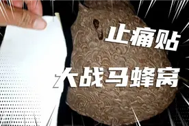 止痛贴大战毒蜂窝，南宁蜂哥大出口蜂窝一锅端处理教程