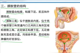 人体解刨学：泌尿系统 膀胱壁的结构