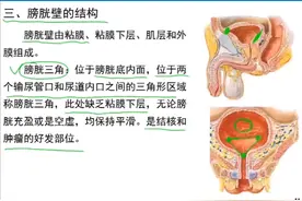 人体解刨学：泌尿系统 膀胱壁的结构视频封面