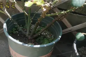 福建两广地区最适合的藤本月季！看看它的长势就知道了