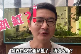 观赏鱼趴缸，怎么办？江南养鱼人剖析8种原因，附应对措施视频封面